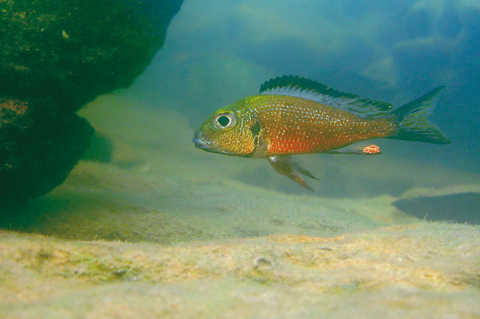 Callochromis macrops